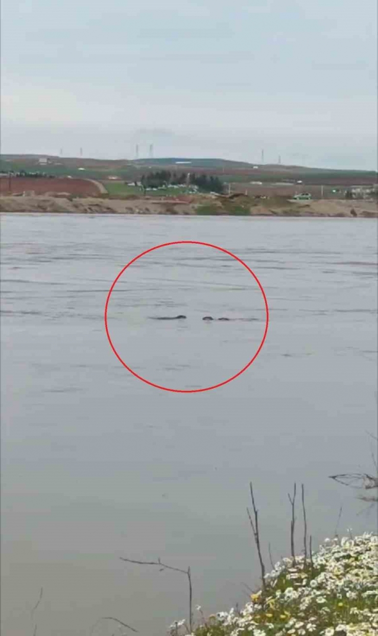 Diyarbakır’da Nesli Tehdit Altında Olan Su Samuru Görüldü