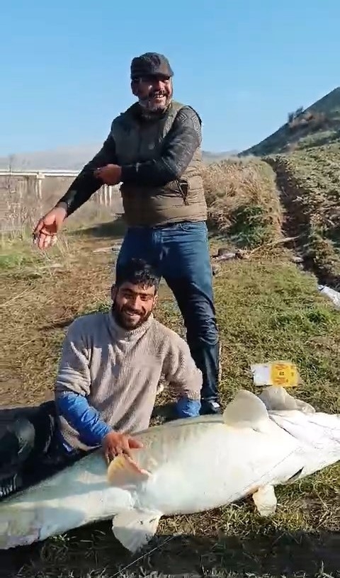 Adıyaman’da 70 Kilogram Ağırlığında Turna Balığı Yakalandı