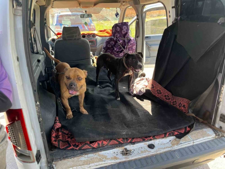 Gaziantep’te Jandarma Ekipleri Yasak Irk 3 Köpeğe El Koydu