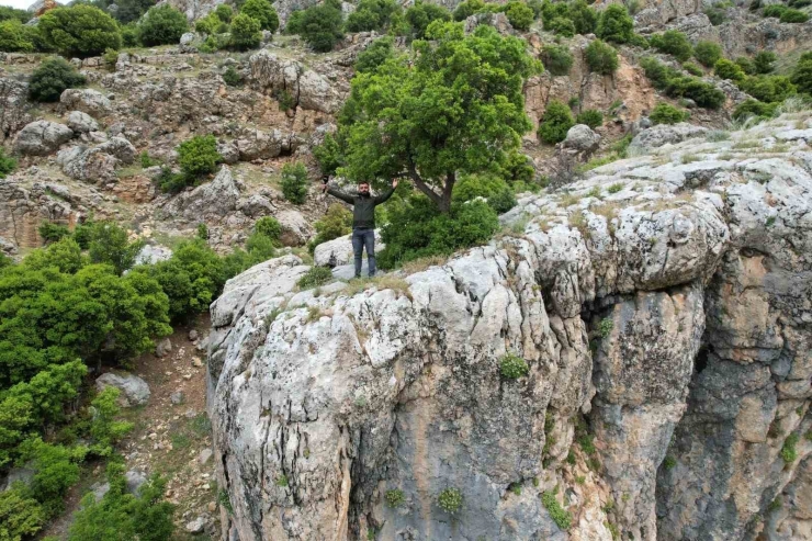 Kayanın Üzerindeki Ağaç Görenlerin Dikkatini Çekiyor