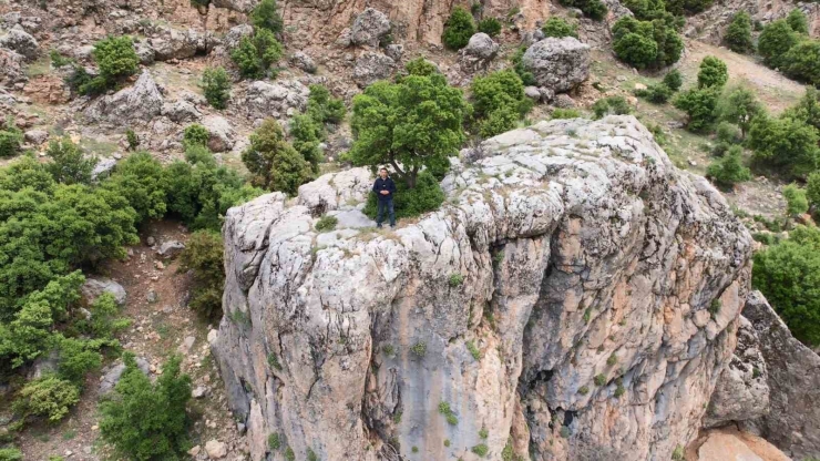 Kayanın Üzerindeki Ağaç Görenlerin Dikkatini Çekiyor