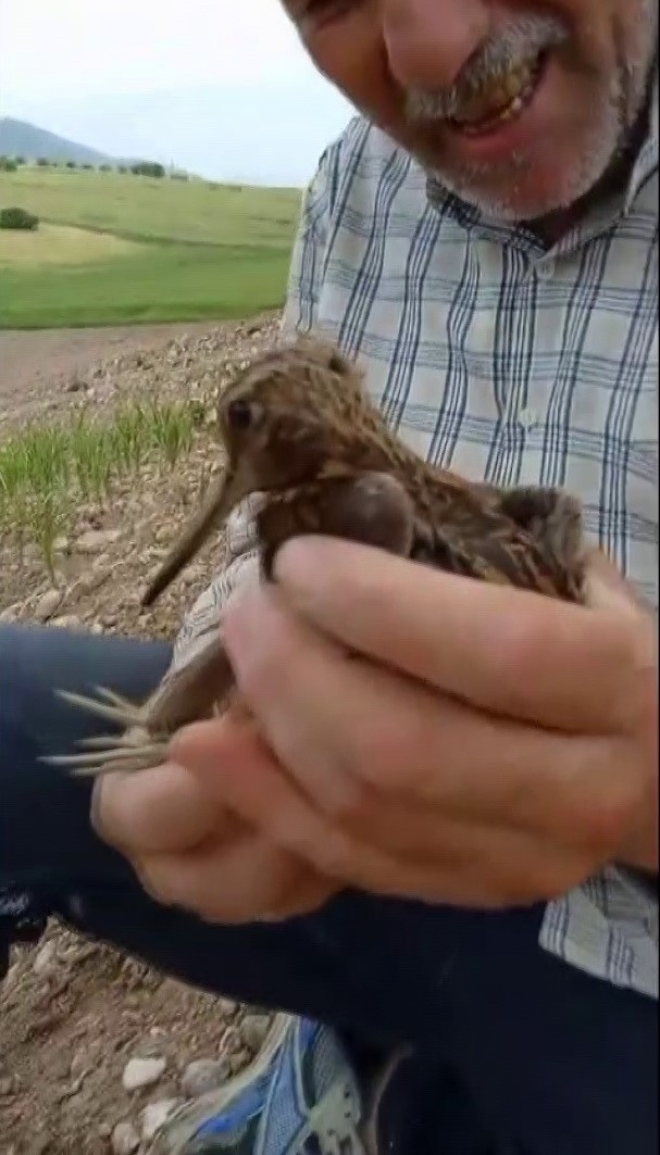 Türkiye’de Nadir Görülen Gallinago Kuşu Yaralı Halde Bulundu