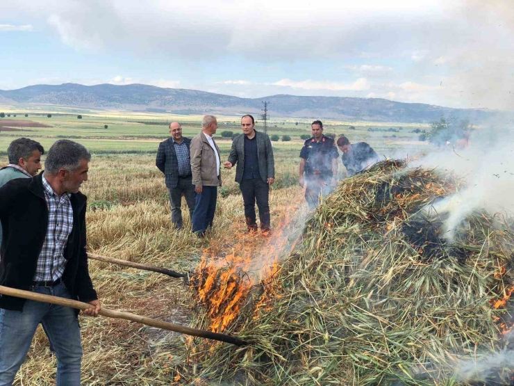 Gaziantep’te Geleneksel Yöntemlerle Yapılan Firik Hasadı Başladı