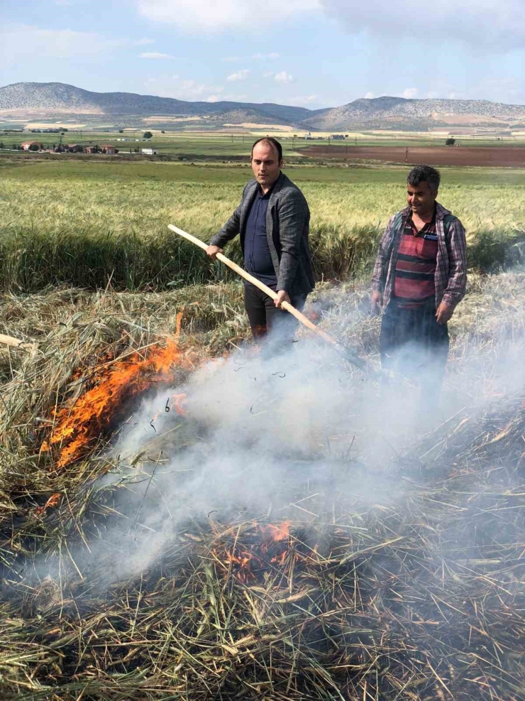 Gaziantep’te Geleneksel Yöntemlerle Yapılan Firik Hasadı Başladı