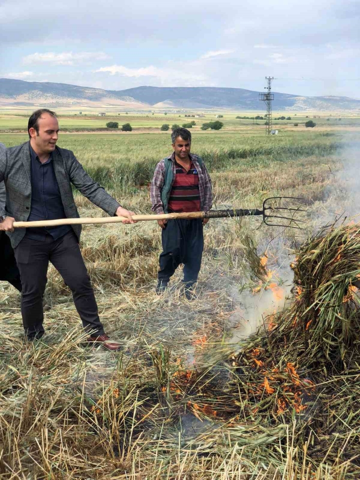 Gaziantep’te Geleneksel Yöntemlerle Yapılan Firik Hasadı Başladı