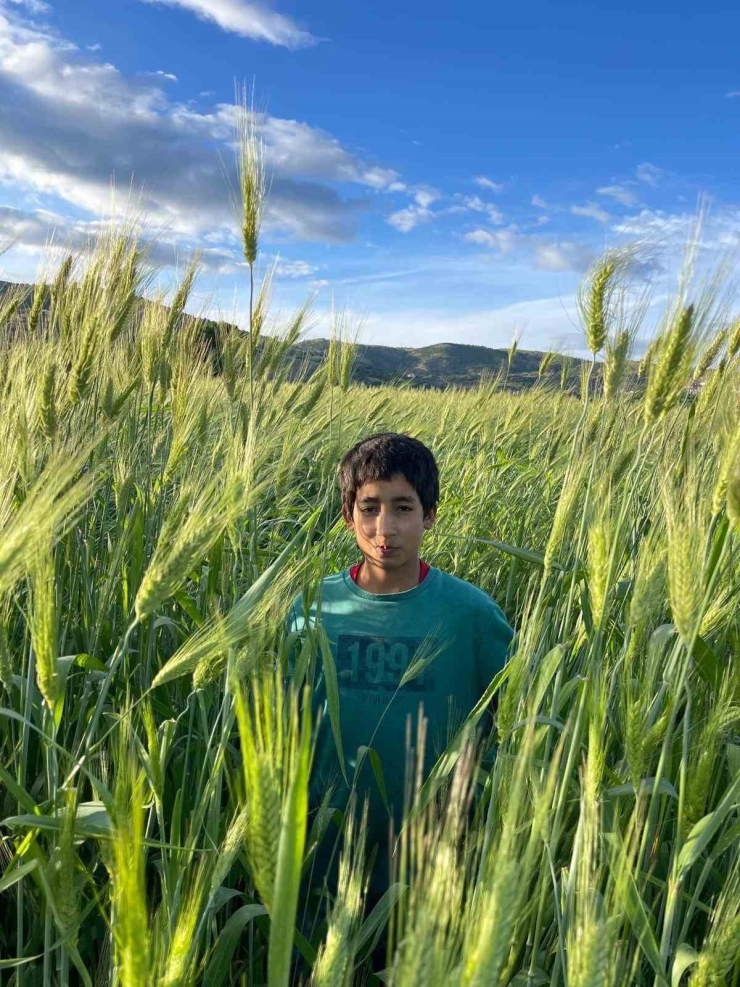 Ata Tohumu Çiftçinin Yüzünü Güldürüyor