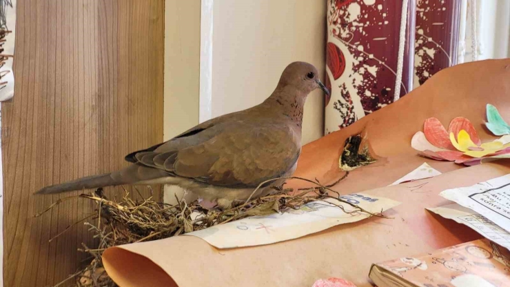 Sınıfın Davetsiz Misafiri Yusufçuk Kuşu, Yuvasını Kitaplığa Yaptı