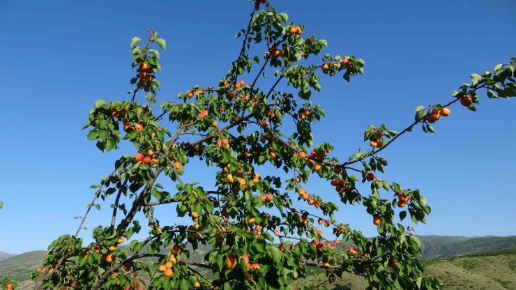 Erkenci Kayısıda Hasat Zamanı