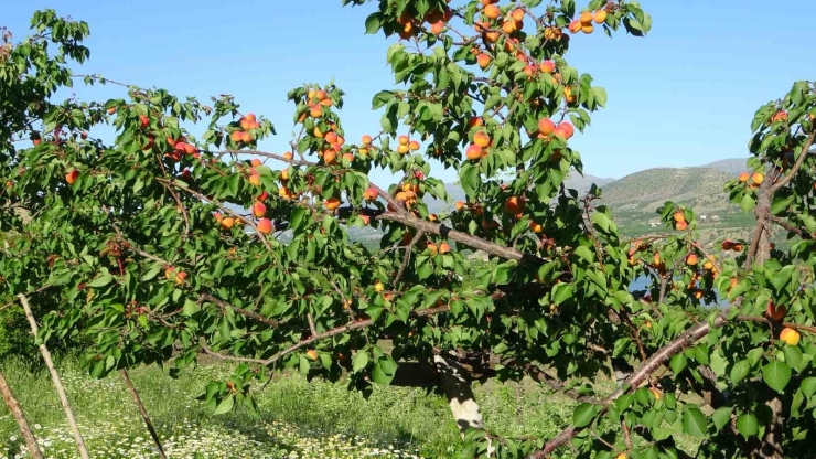 Erkenci Kayısıda Hasat Zamanı