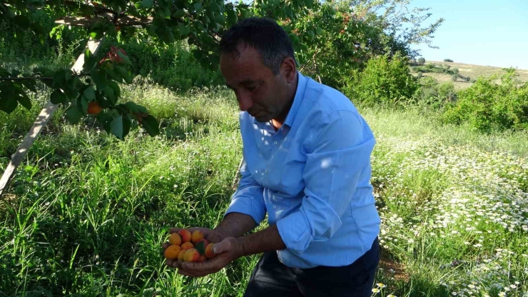 Erkenci Kayısıda Hasat Zamanı