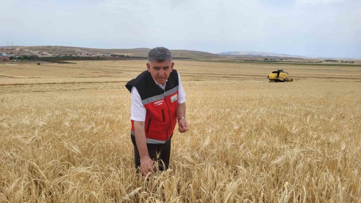 Biçerdöverlerin Arpa Tarlalarına Girdiği Adıyaman’da Hasat Başladı