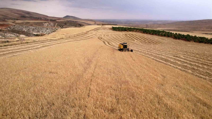 Biçerdöverlerin Arpa Tarlalarına Girdiği Adıyaman’da Hasat Başladı