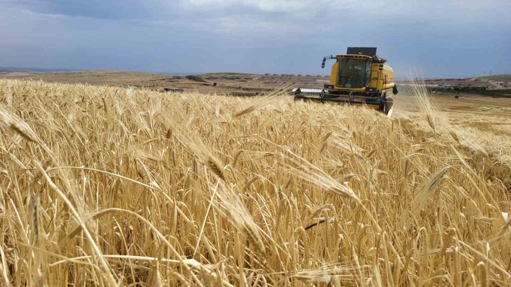 Biçerdöverlerin Arpa Tarlalarına Girdiği Adıyaman’da Hasat Başladı