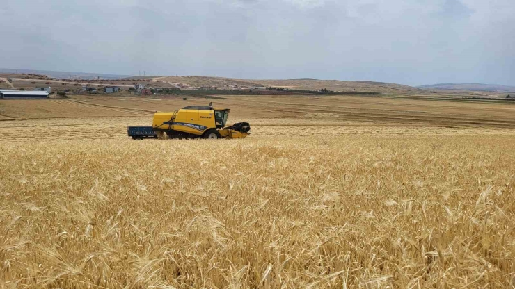 Biçerdöverlerin Arpa Tarlalarına Girdiği Adıyaman’da Hasat Başladı