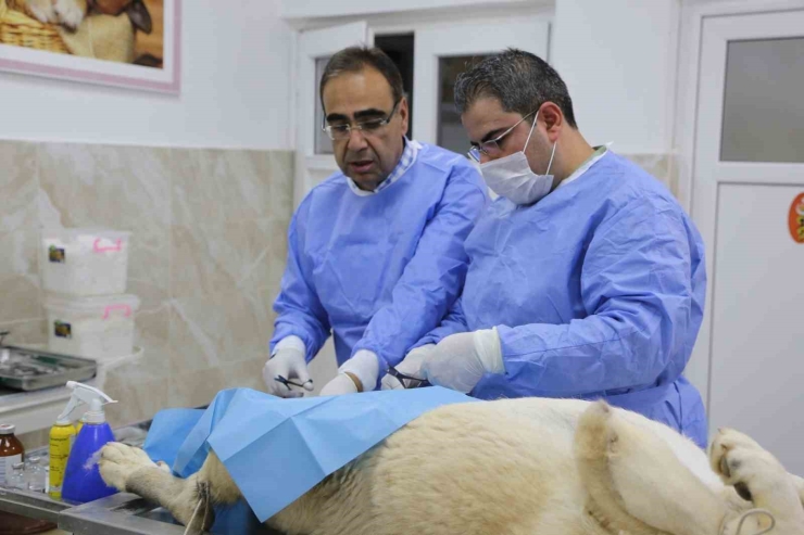 Büyükşehir’in Sokak Hayvanları İçin Kurduğu Model Türkiye’ye Örnek Oluyor