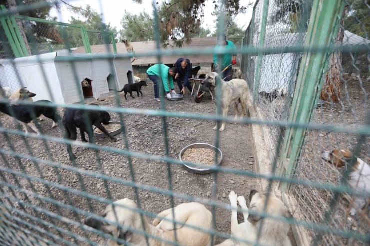 Büyükşehir’in Sokak Hayvanları İçin Kurduğu Model Türkiye’ye Örnek Oluyor