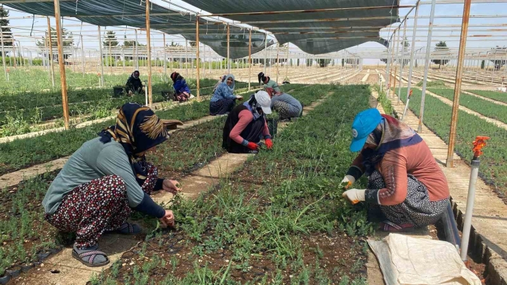 Yılda 1 Milyona Yakın Fidan Üretimi Yapılıyor