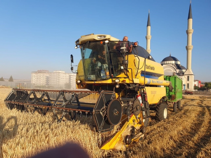 Gaziantep’te Arpa Ve Buğday Hasadı Başladı