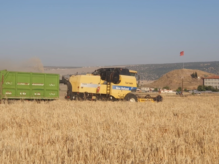 Gaziantep’te Arpa Ve Buğday Hasadı Başladı