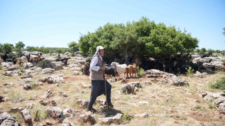 Şahinbey Belediyesi Köpeklere Sahip Çıkıyor