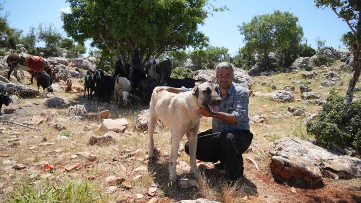 Şahinbey Belediyesi Köpeklere Sahip Çıkıyor