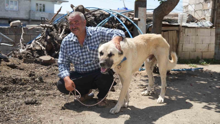 Şahinbey Belediyesi Köpeklere Sahip Çıkıyor