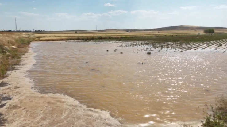 Su Küpünün Patlamasıyla Pamuk Tarlası Sular Altında Kaldı