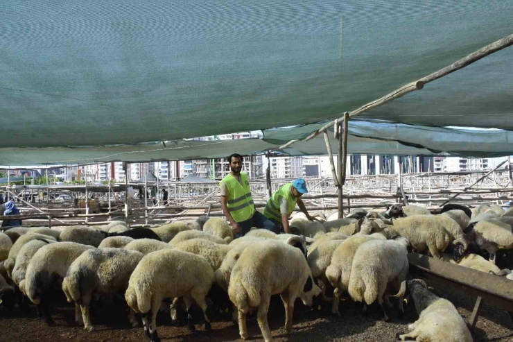 Şahinbey Belediyesinden Vatandaşın Bütçesini Düşünen Kurbanlık Uygulaması