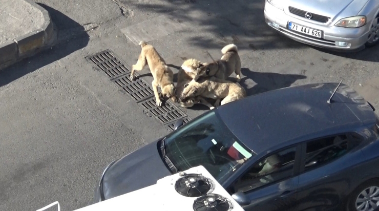 Şanlıurfa’da Başıboş Köpeklerin Kavgasını Vatandaşlar Ayırdı