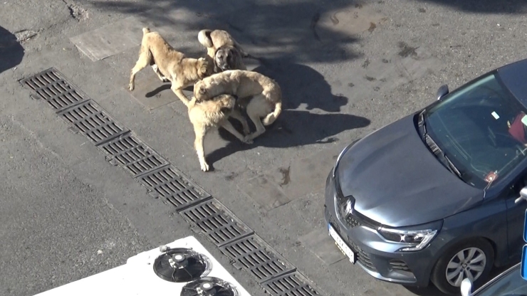 Şanlıurfa’da Başıboş Köpeklerin Kavgasını Vatandaşlar Ayırdı