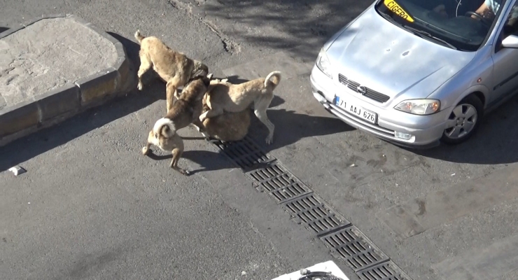 Şanlıurfa’da Başıboş Köpeklerin Kavgasını Vatandaşlar Ayırdı