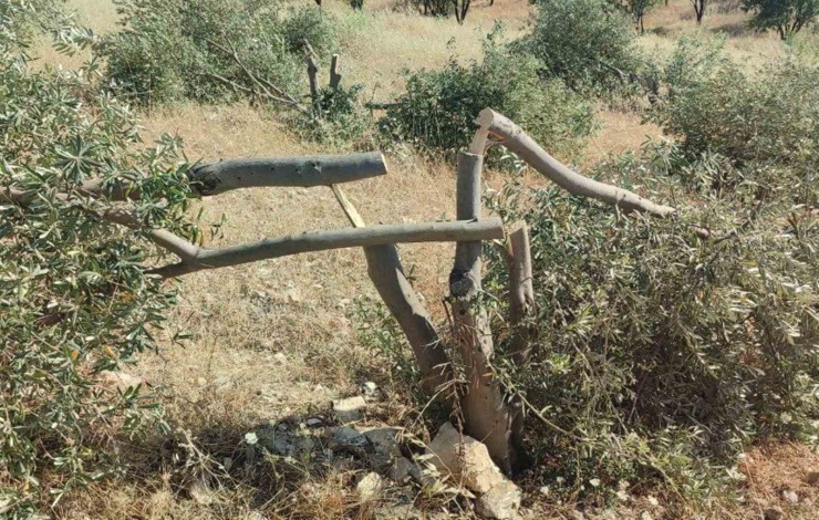 Tarlaya Gidince Gözlerine İnanamadı