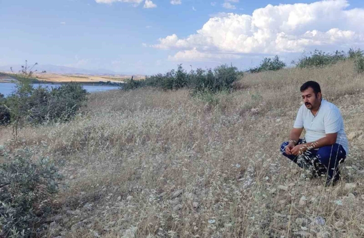 Tarlaya Gidince Gözlerine İnanamadı