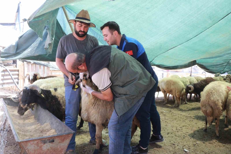 Haliliye’de Bayram Öncesi Denetimler Sürüyor