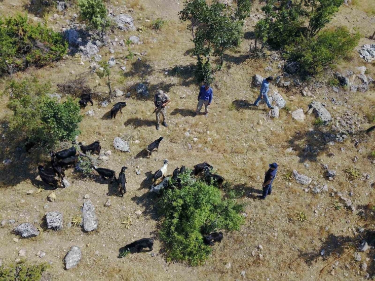 Jandarma Kaybolan Sürüyü Dron İle Buldu