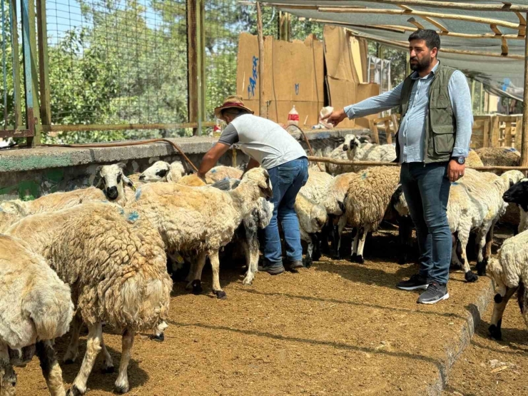 Diyarbakır’da Hayvan Pazarlarında Bayramın Son Günü Yoğunluk Arttı