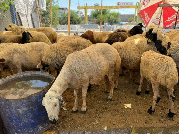 Diyarbakır’da Hayvan Pazarlarında Bayramın Son Günü Yoğunluk Arttı