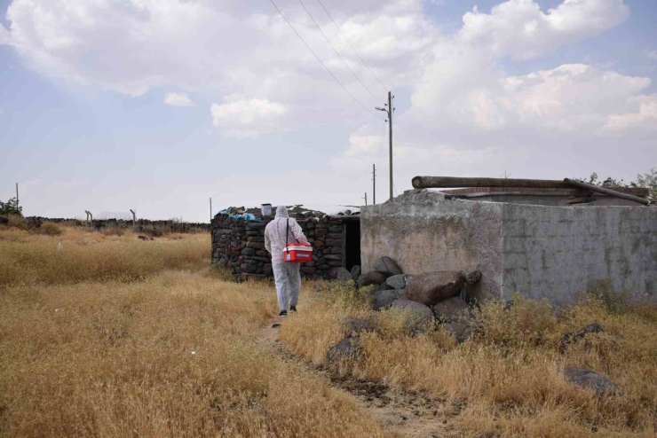 Şanlıurfa’da Bir Kuduz Vakası Daha