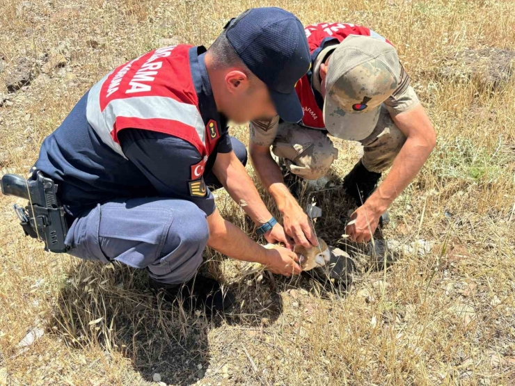 Jandarmadan Yaralı Yırtıcı Kuşlara Şefkat Eli