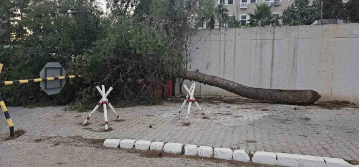 Fırtına Antep Fıstığı Ağaçlarına Zarar Verdi