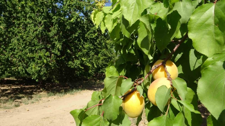 Malatya’da ’sarı Altın’ Hasadı Başladı