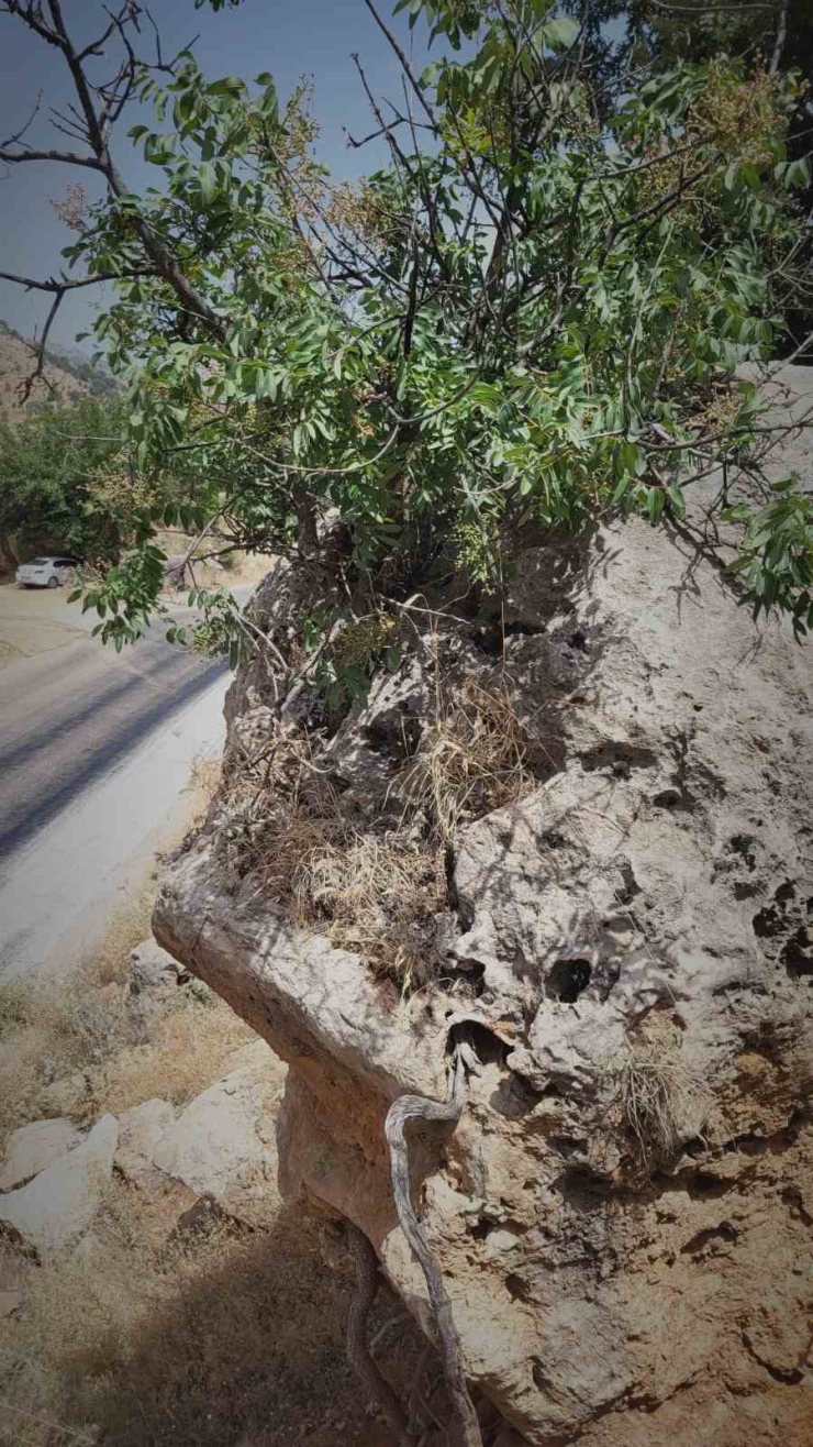 Menengiç Bitkisi Toprağa Ulaşmak İçin Kayayı Yaklaşık 2 Metre Deldi