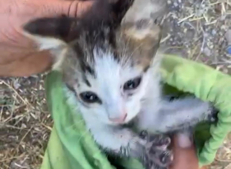 30 Metrelik Su Kuyusuna Düşen Yavru Kedi Kurtarıldı