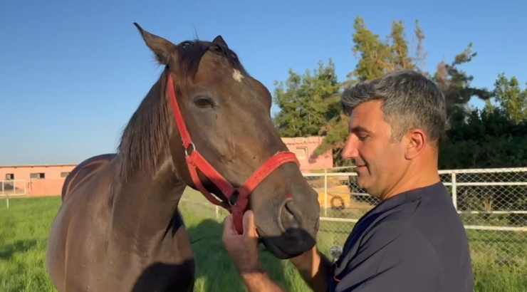 Milyonluk Arap Ve İngiliz Yarış Atları Şanlıurfa’da Yetişiyor