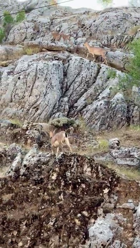 Dağ Keçileri Sincik Boğazında Görüntülendi