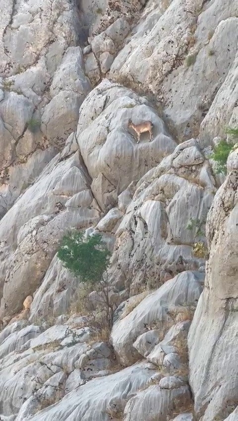 Dağ Keçileri Sincik Boğazında Görüntülendi