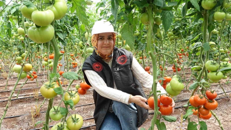 Gaziantep’te Seralara Kadın Eli Değdi