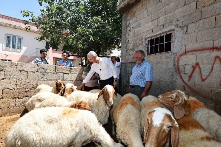 Belediyeden Aldığı 16 Koyunu 130’a Çıkardı