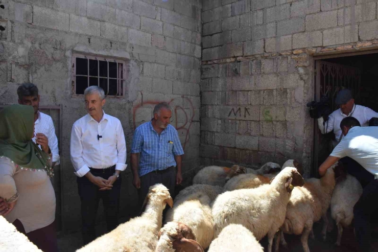 Belediyeden Aldığı 16 Koyunu 130’a Çıkardı