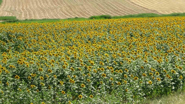 Ayçiçeği Tarlaları Hasat İçin Gün Sayıyor